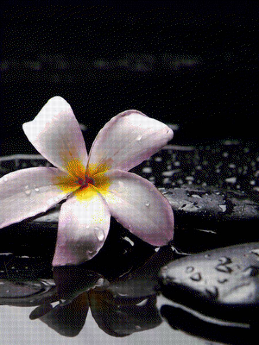 Плюмерия - предпросмотр