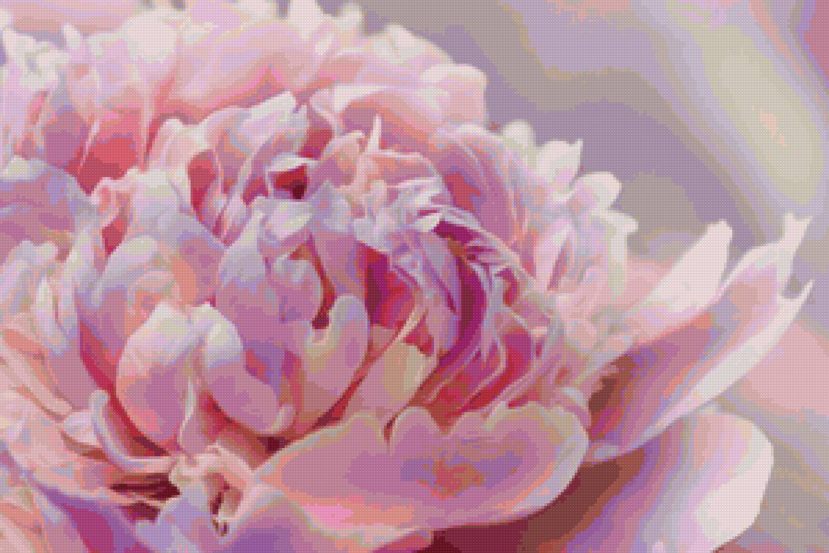 жемчужный пион - цветы, пион - предпросмотр