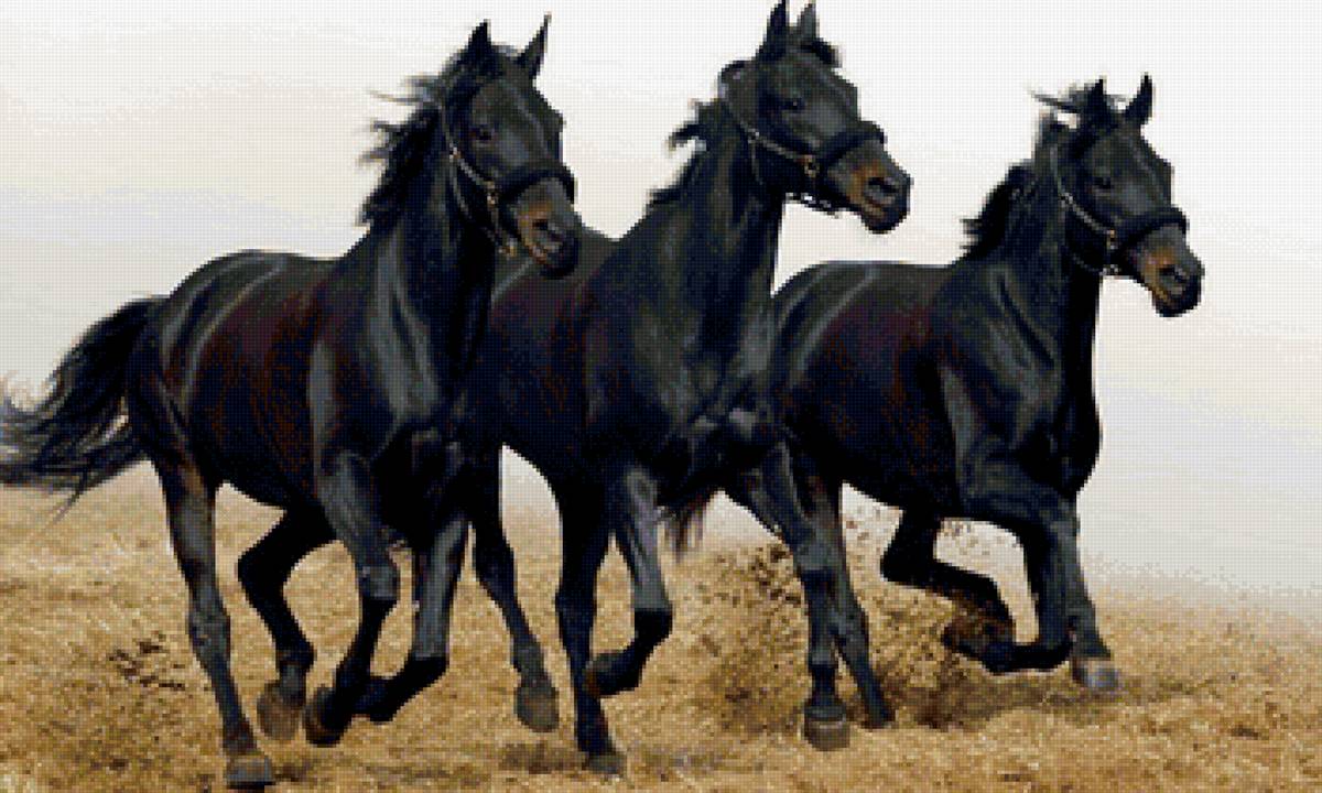 кони 2 - лошади, кони - предпросмотр
