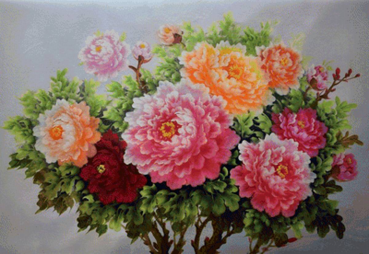 pivonie - предпросмотр