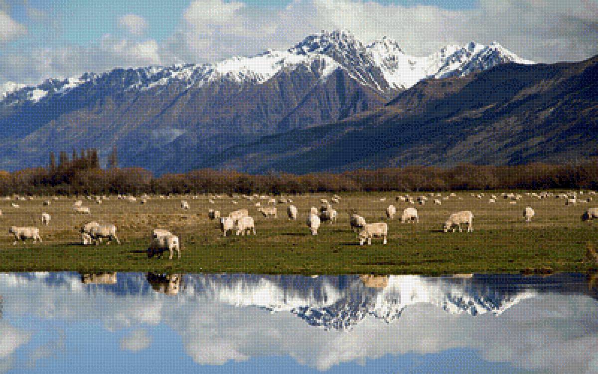 new zealand sheeps - landscape, new zealand, sheeps - предпросмотр