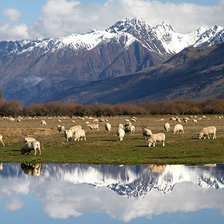 Схема вышивки «new zealand sheeps»