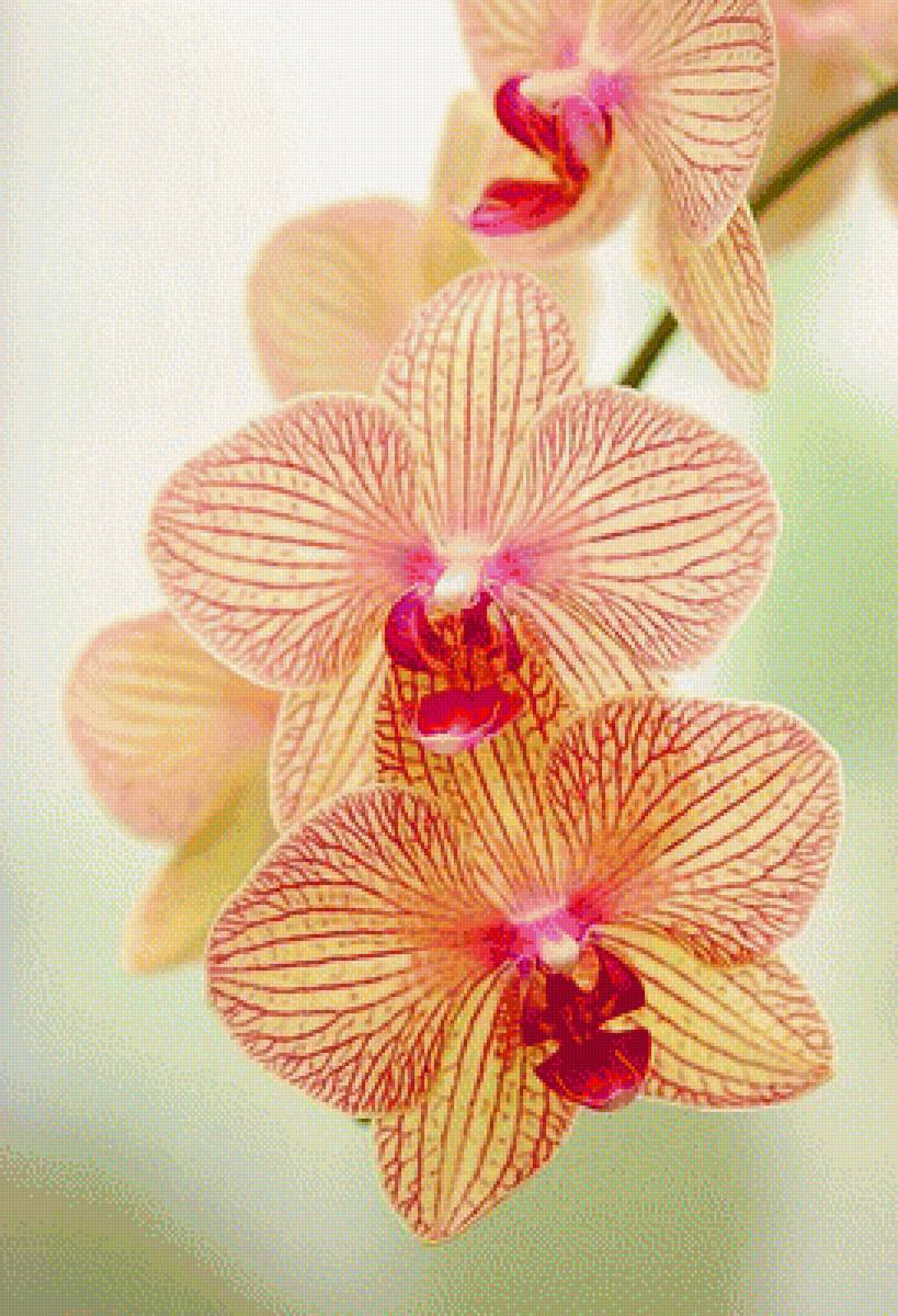 ОРХИДЕЯ - орхидея - предпросмотр