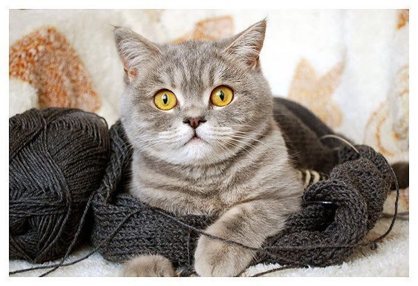 Боня - оригинал