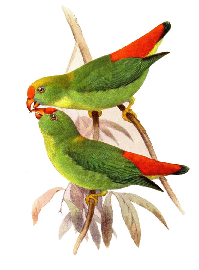 Попугайчики - птицы, зелено, попугайчики, красные - оригинал