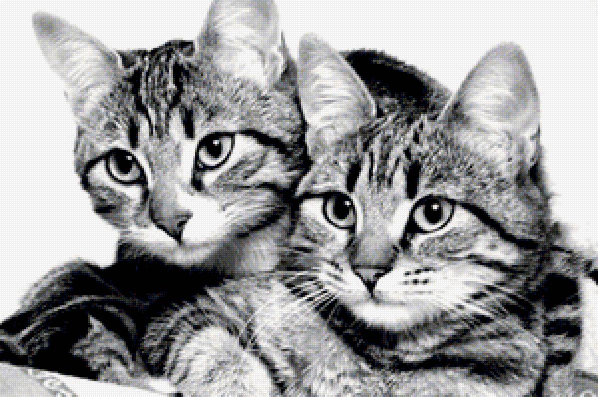 котики - котята, кот - предпросмотр