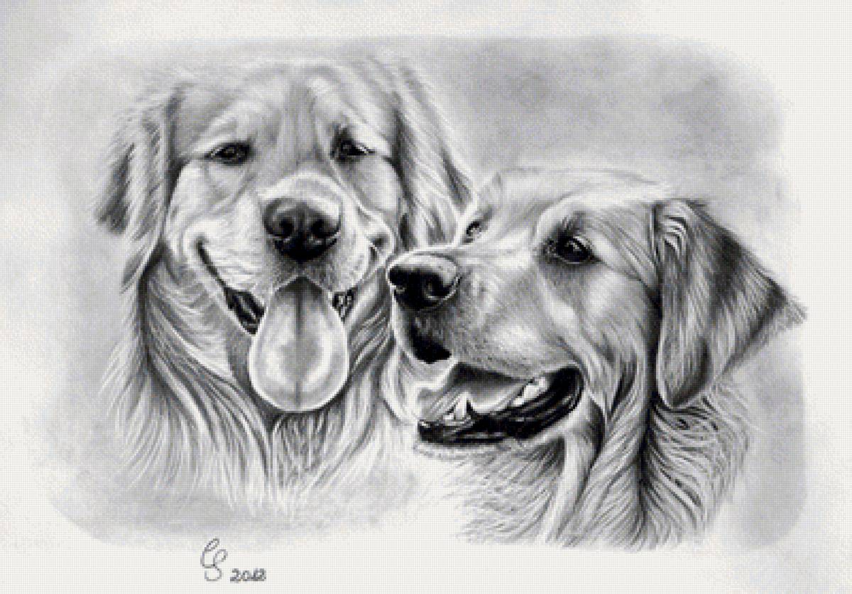 симпатяхи - пара, собака, пес - предпросмотр