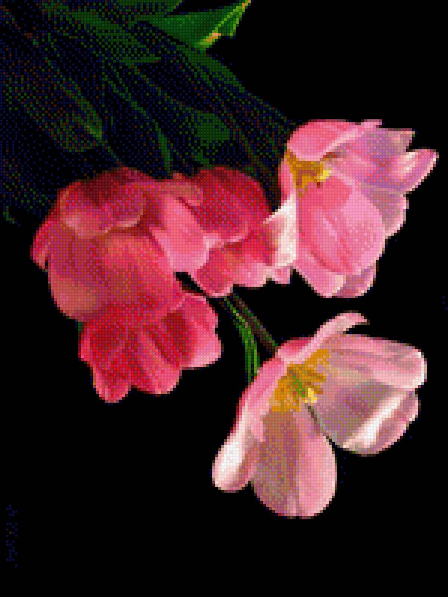 Hoa dong tien - предпросмотр