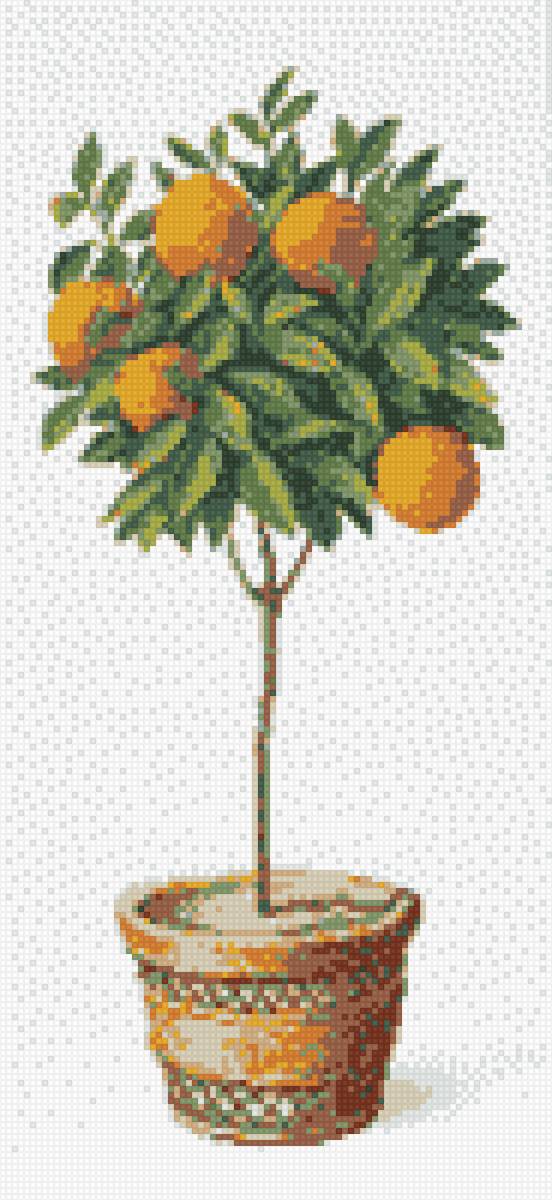 Апельсиновое дерево - предпросмотр