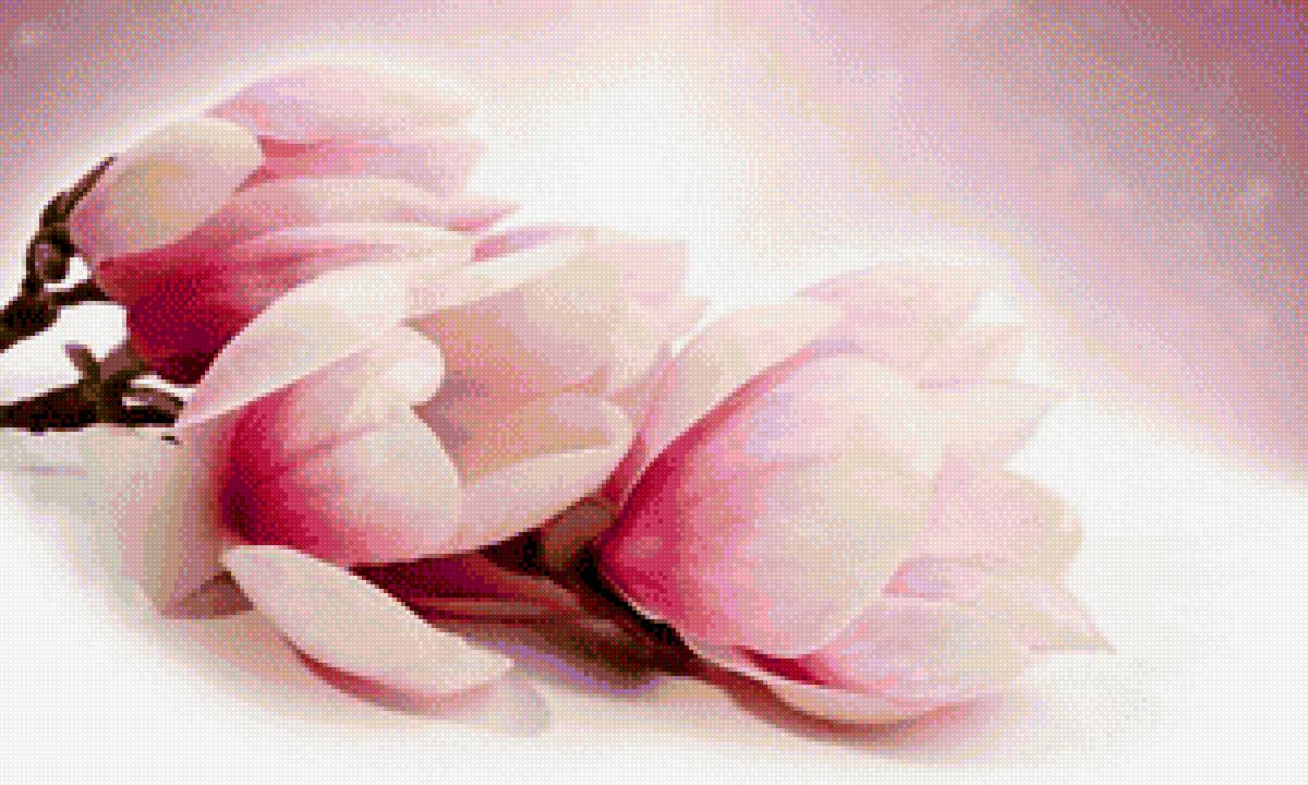 магнолия - цветок, ветка, магнолия - предпросмотр