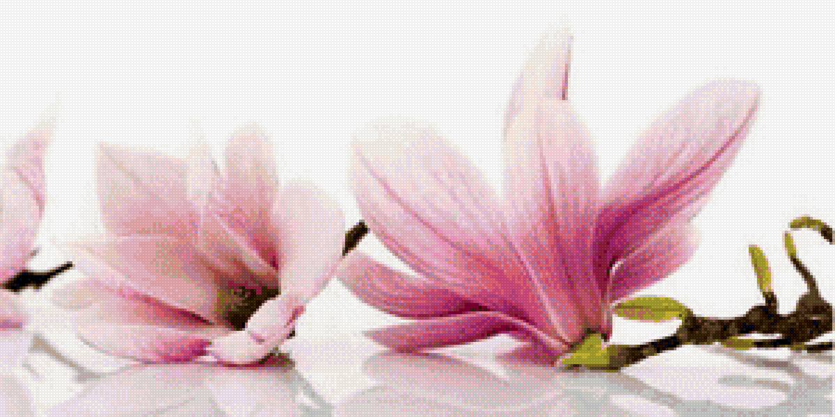 магнолия - цветок, магнолия, ветка - предпросмотр