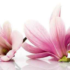 Схема вышивки «магнолия»