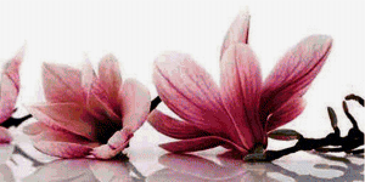 магнолия - магнолия, ветка, цветок - предпросмотр