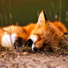 Оригинал схемы вышивки «sleeping fox» (№1584736)