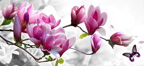 магнолия - цветок, магнолия, ветка - оригинал