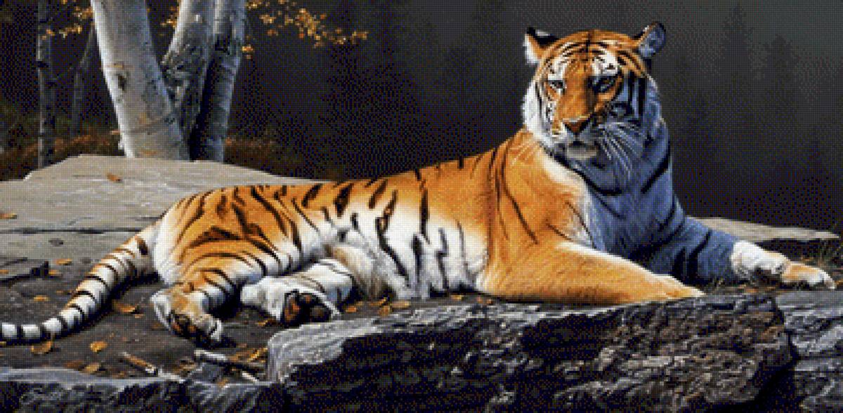 tygrys - предпросмотр