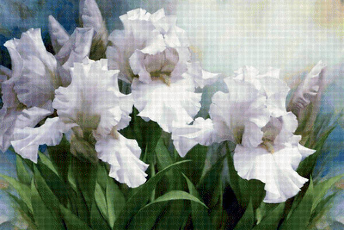 Белые ирисы - цветы, ирисы - предпросмотр