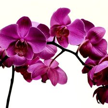 Оригинал схемы вышивки «орхидея» (№1585212)