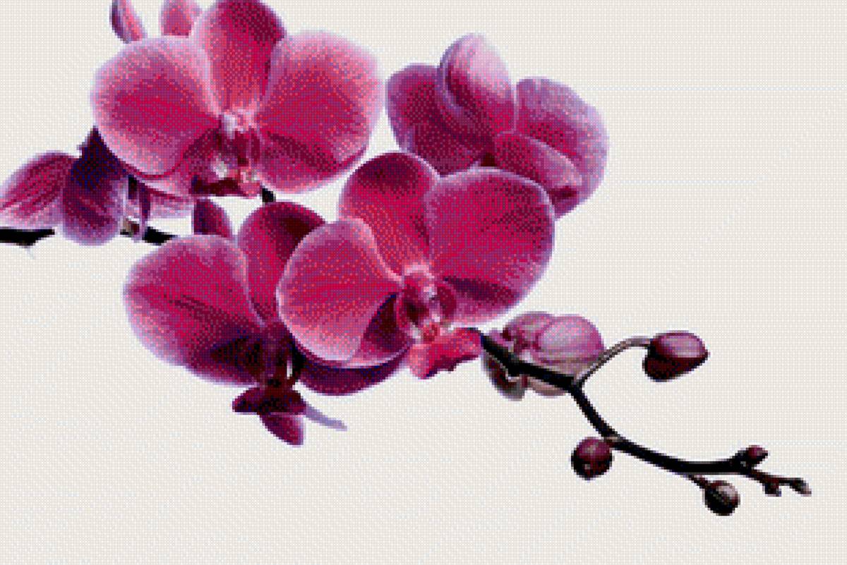 орхидея - орхидея, цветок, ветка - предпросмотр