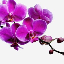 Оригинал схемы вышивки «орхидея» (№1585232)