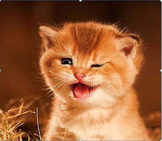 котик - сепия, котик - оригинал