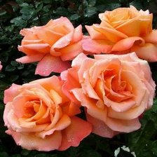 Схема вышивки «РОЗЫ КУСТОВЫЕ»