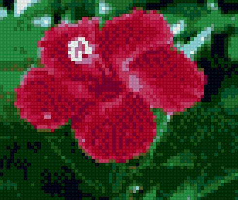 гибискус - цветы - предпросмотр