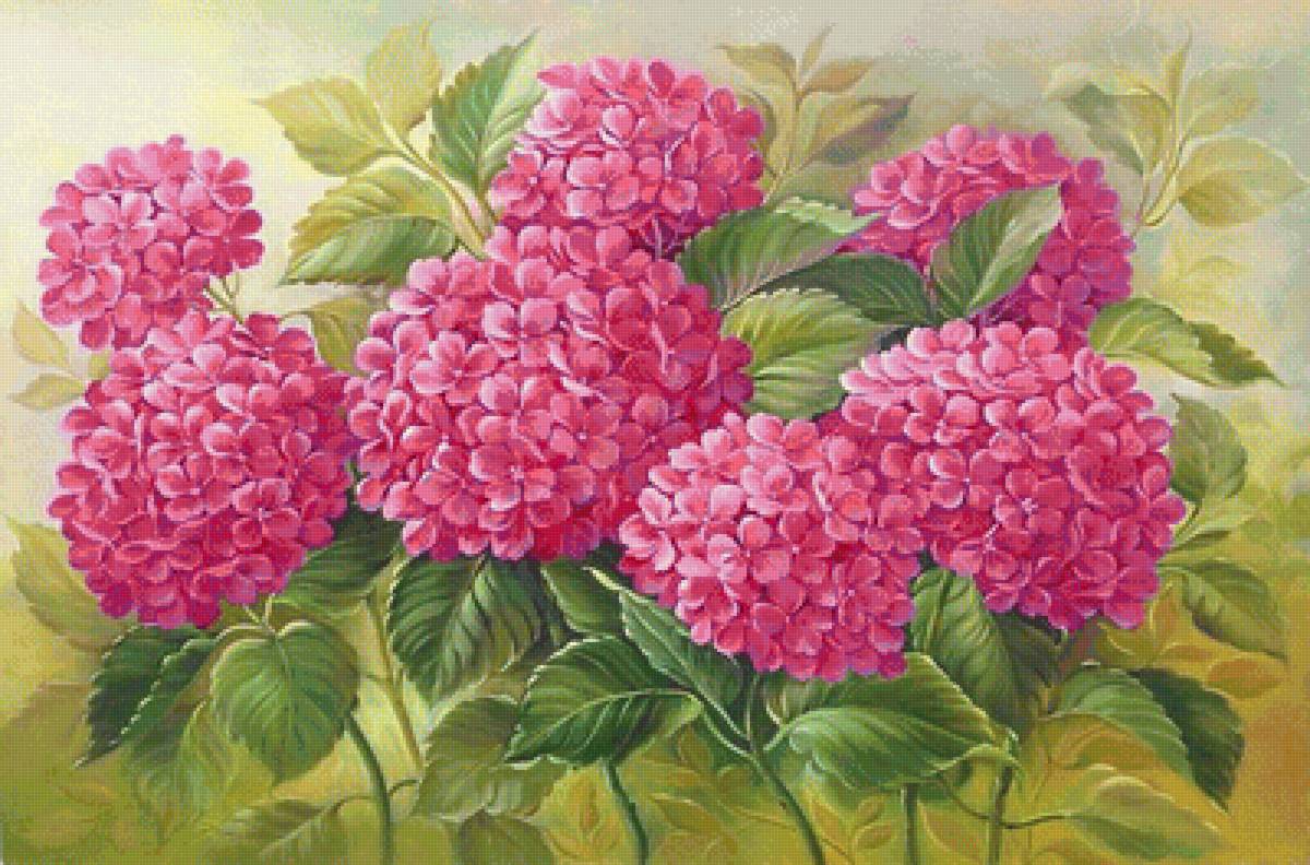 розовое чудо - розовые цветы, гортензия - предпросмотр