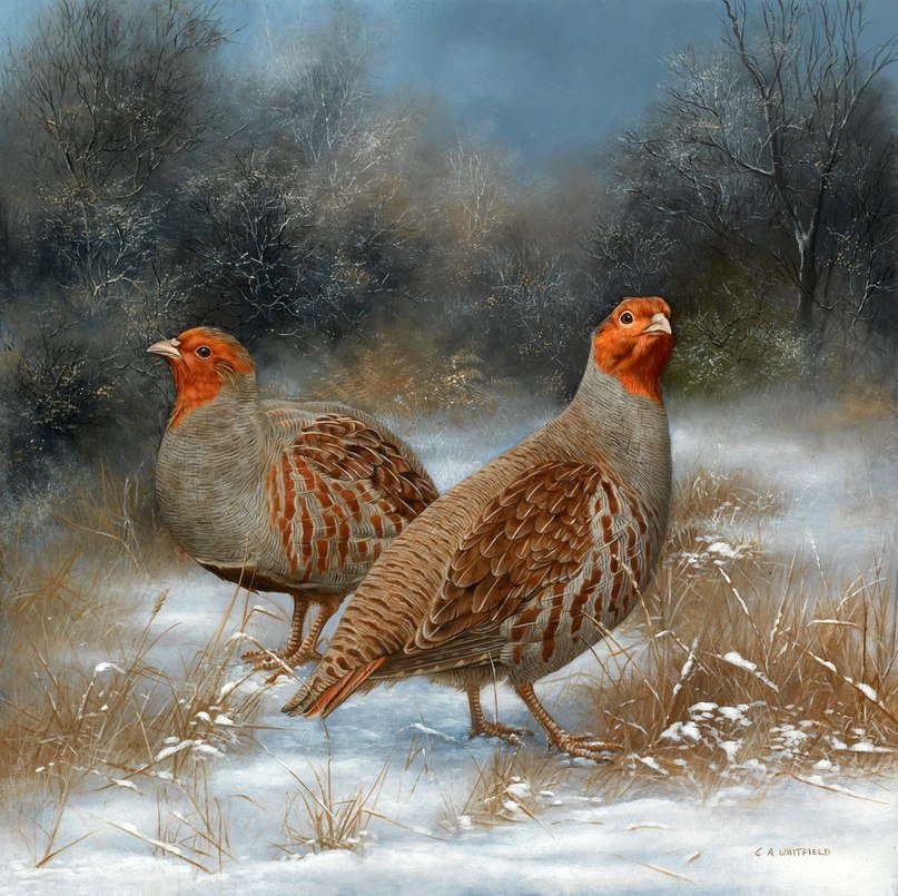 Pticy - оригинал