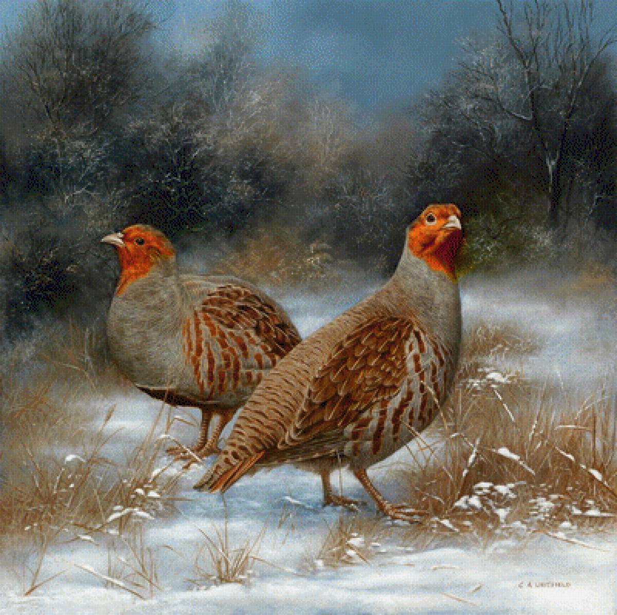 Pticy - предпросмотр