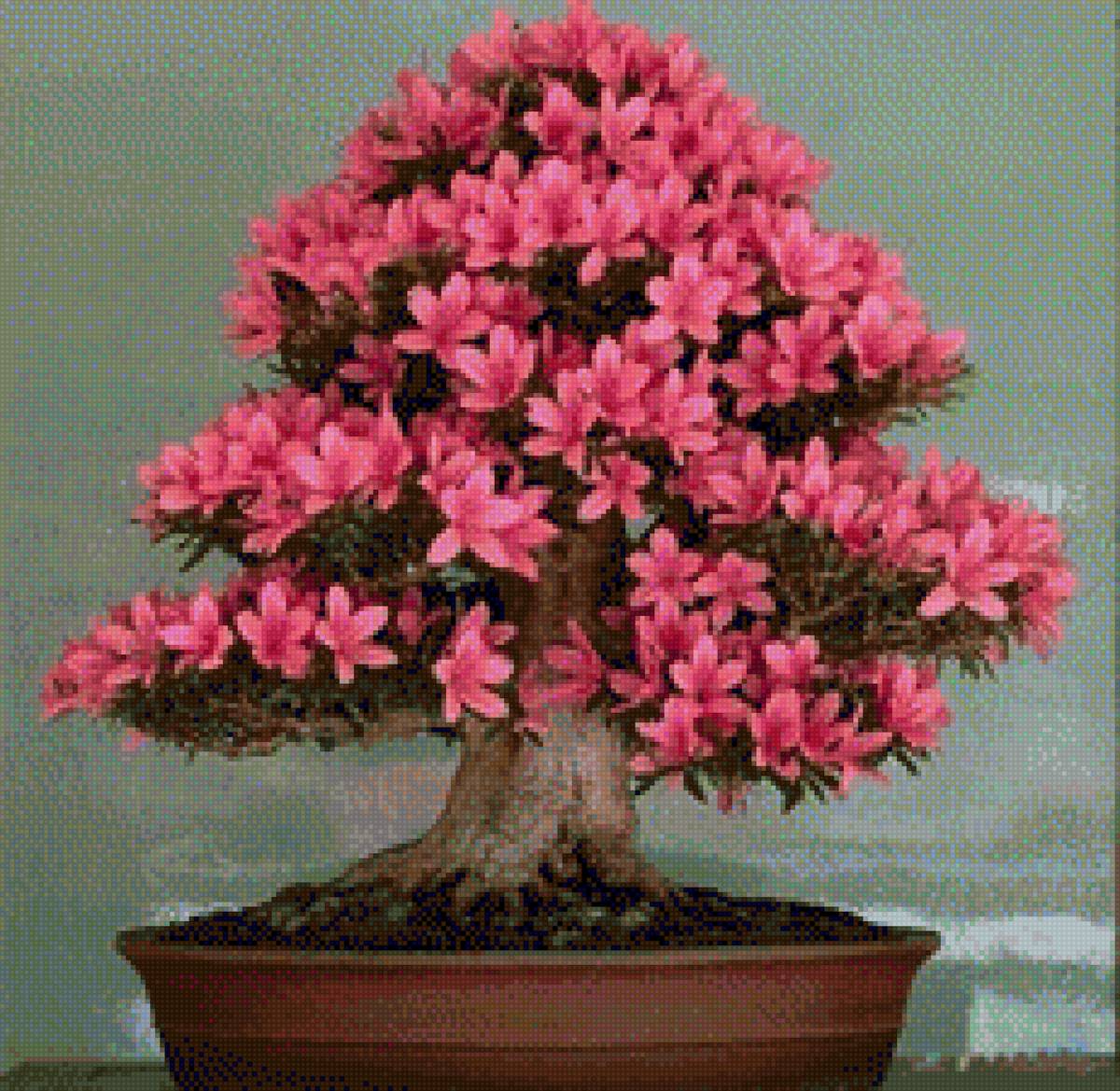 Bonsai Azálea - flores - предпросмотр