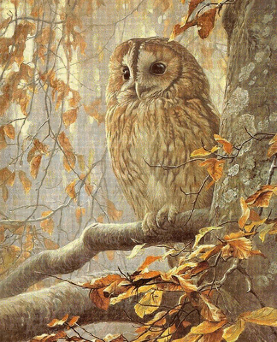 СОВА - сова, природа - предпросмотр