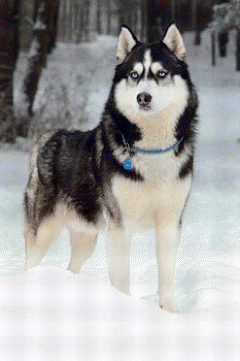 Май Андрееевич - хаски, зима, собака, голубые глаза, пес - предпросмотр