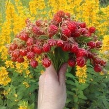 Схема вышивки «Летний букет»