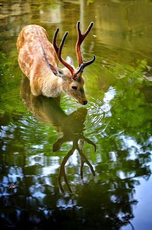 ПРИРОДА - животные, природа - оригинал