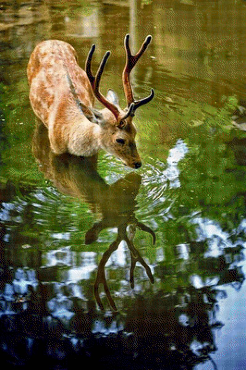 ПРИРОДА - животные, природа - предпросмотр