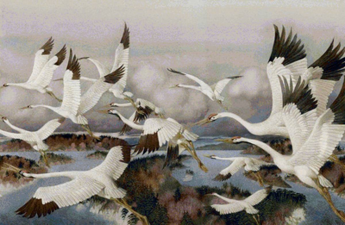 Птицы - животные - предпросмотр