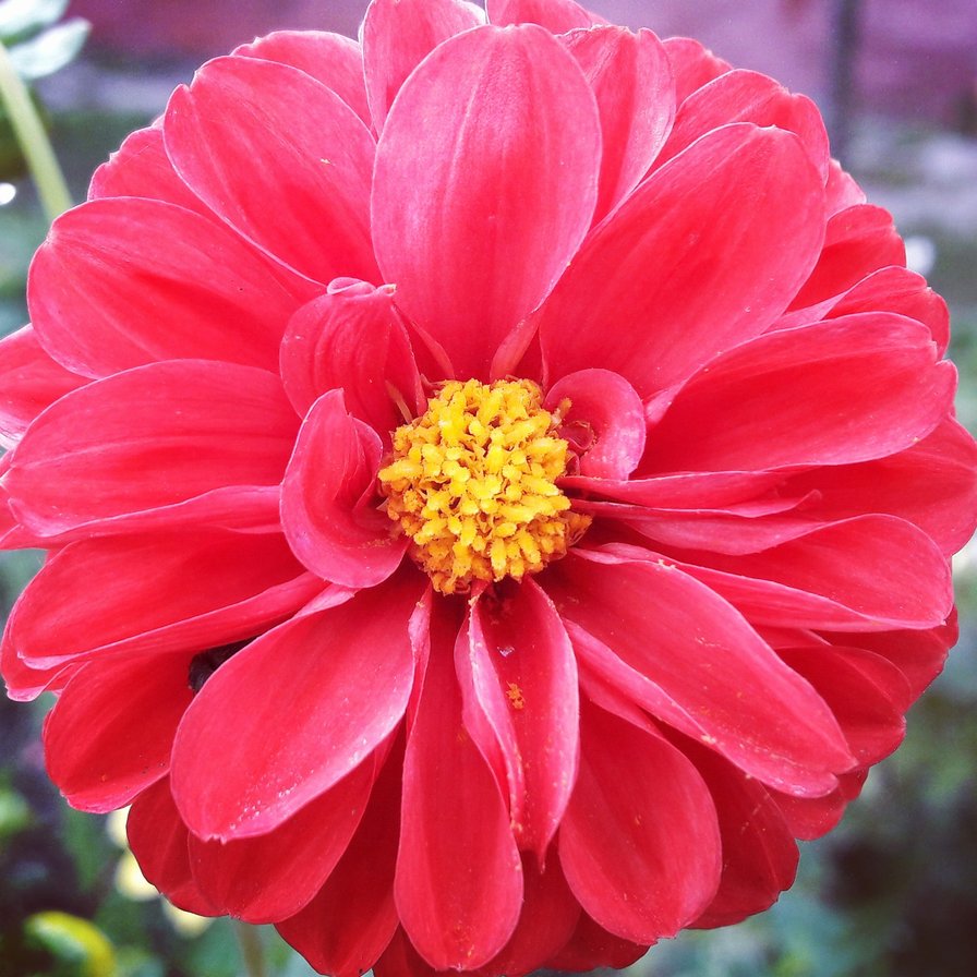 Мамин цветок - красный, цветок, лето - оригинал