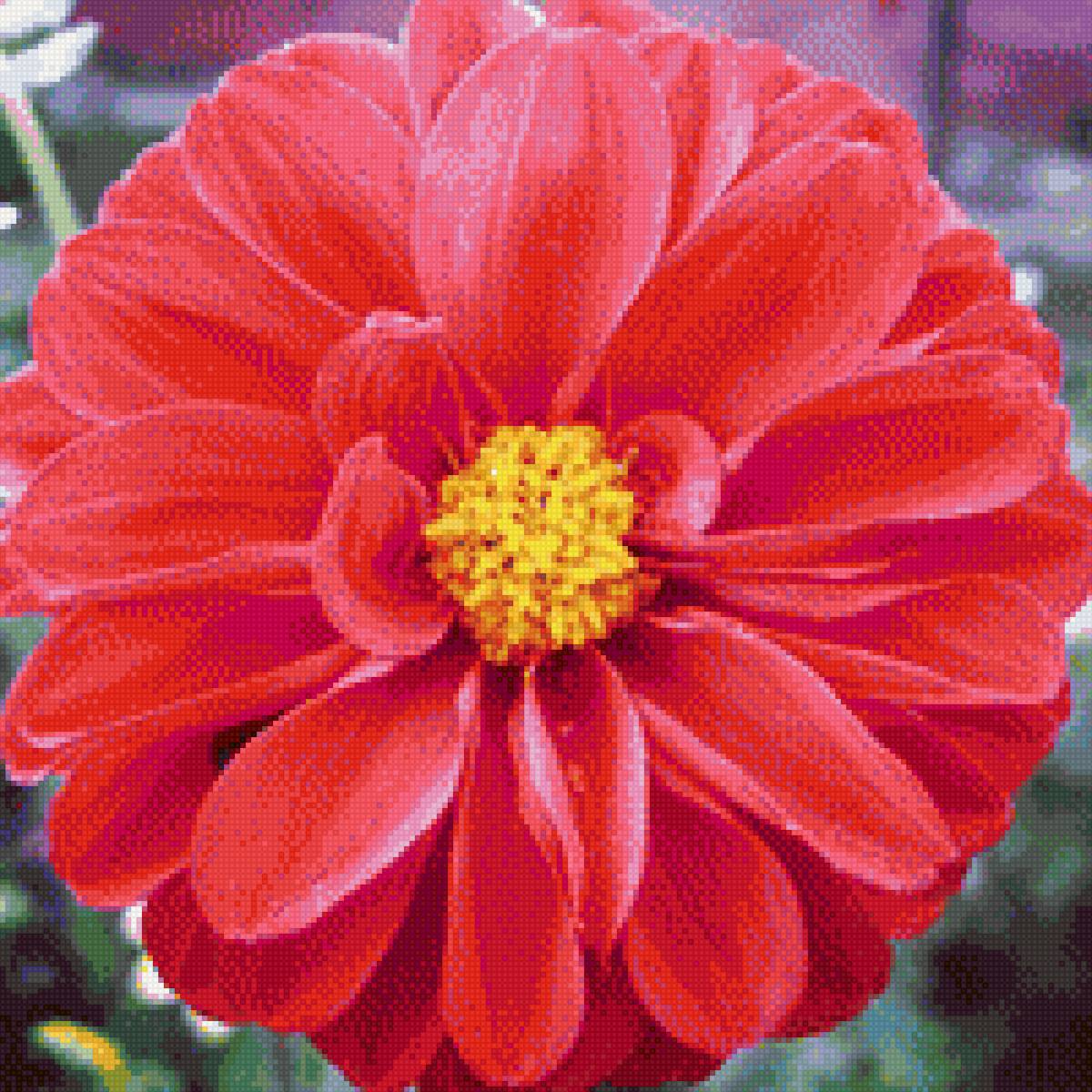 Мамин цветок - красный, лето, цветок - предпросмотр