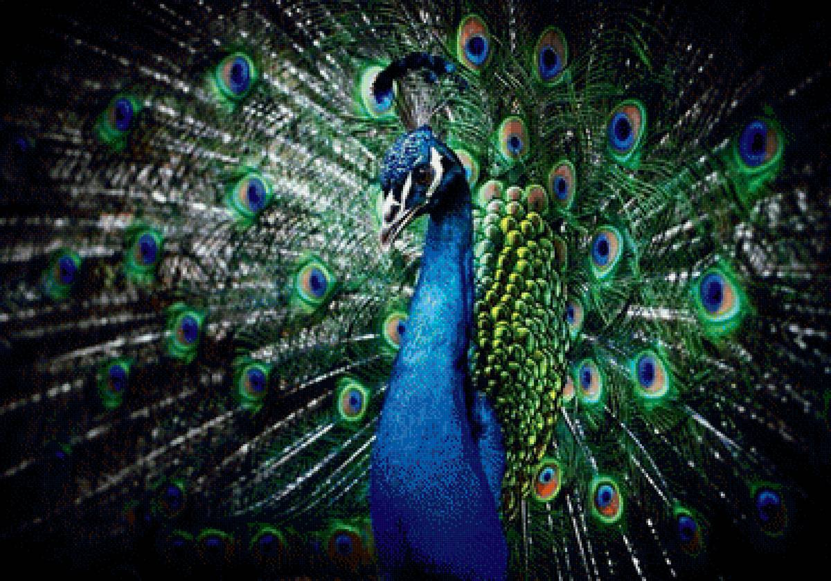Павлин - птицы - предпросмотр