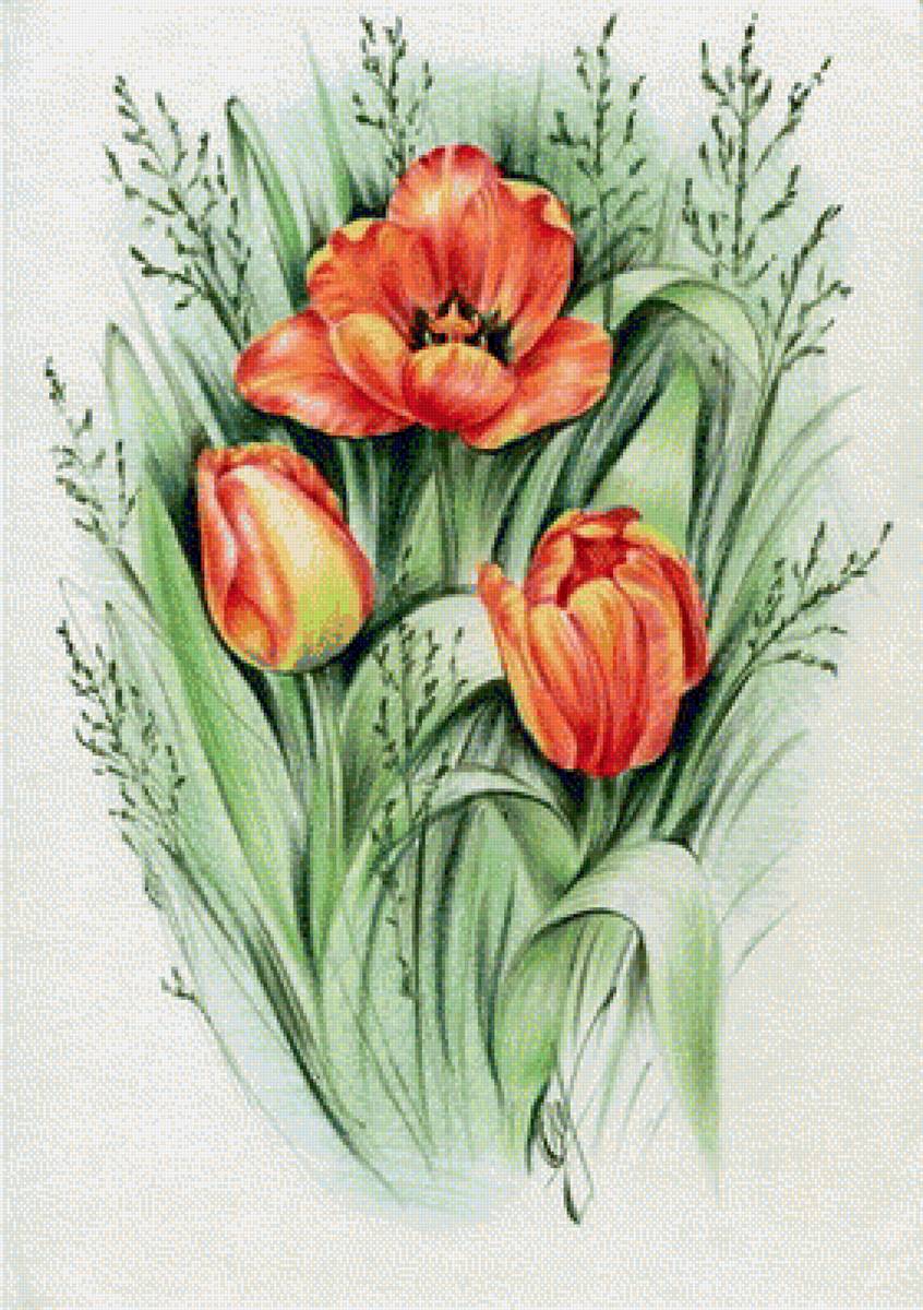 тюльпаны - цветы - предпросмотр