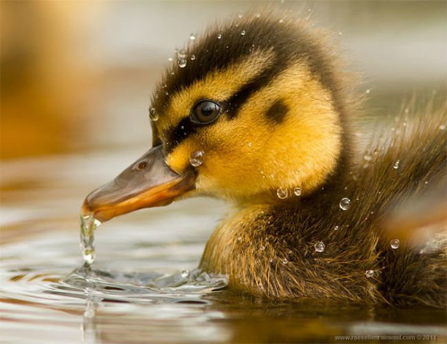 №1590152 - оригинал