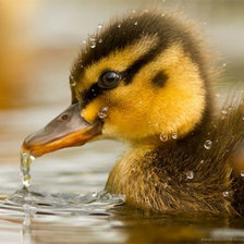 Схема вышивки «№1590152»