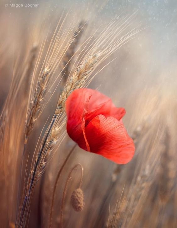 мак - цветы, маки - оригинал