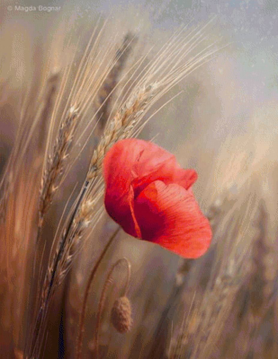 мак - цветы, маки - предпросмотр