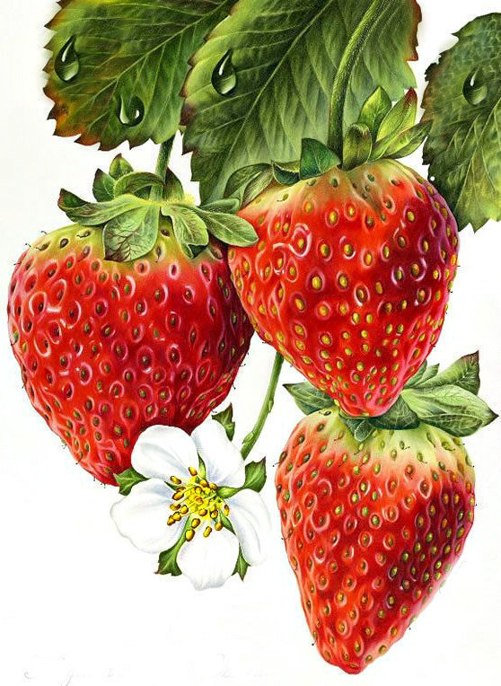 ЗЕМЛЯНИКА - земляника - оригинал