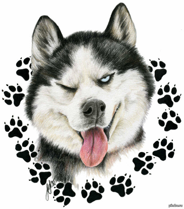 хаски - хаски, лапы - оригинал