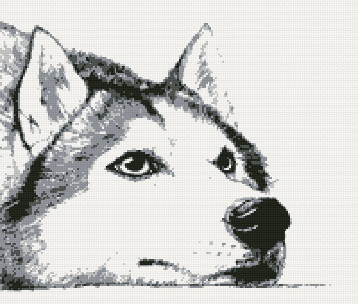 ждущий - ждет, лежит, хатико, хаски, собака - предпросмотр