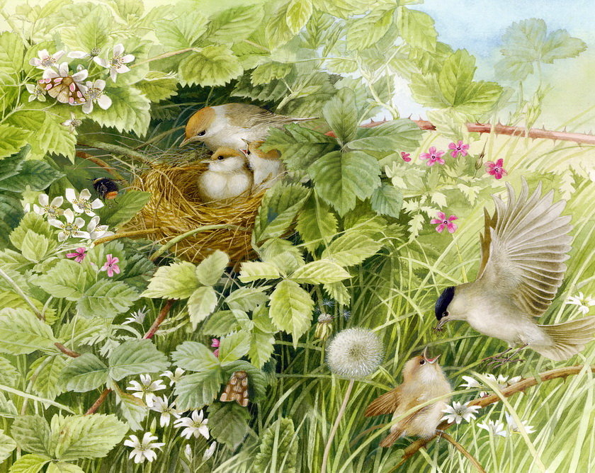 лето - птички лето - оригинал