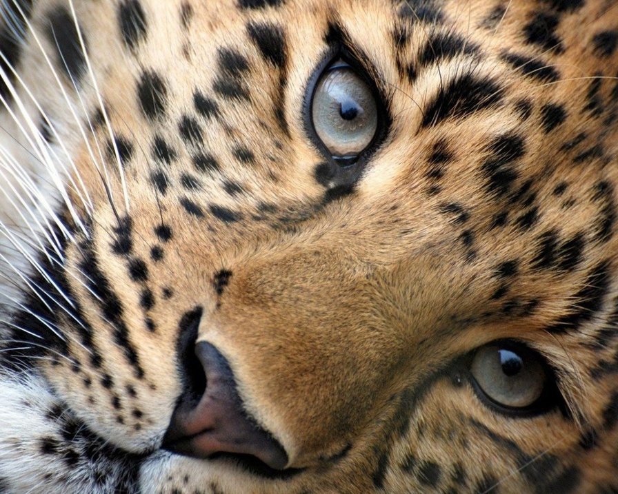 Киса - оригинал